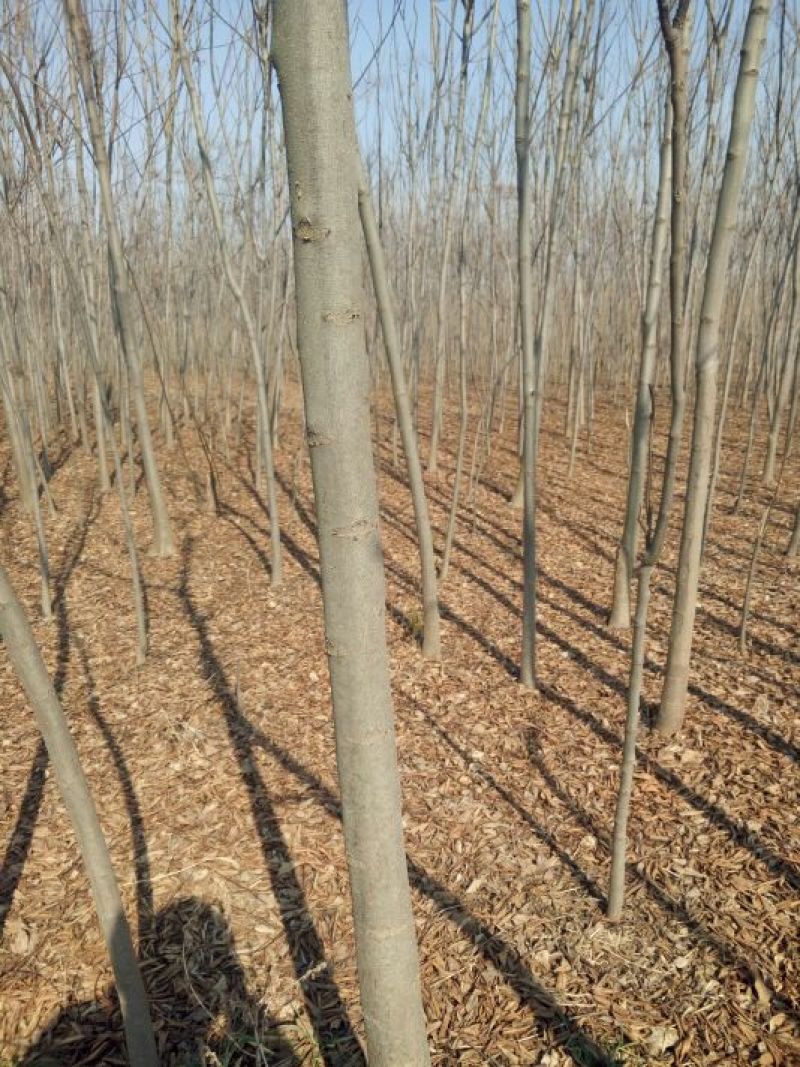 黄山栾树12~14cm4~6cm3~3.5米