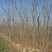 黄山栾树12~14cm4~6cm3~3.5米
