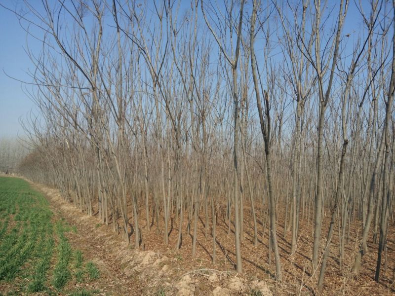 黄山栾树12~14cm4~6cm3~3.5米