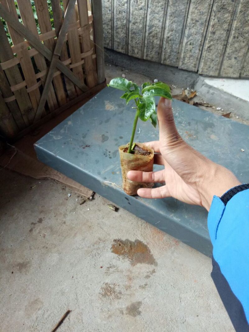 紫香1号百香果苗10cm以下