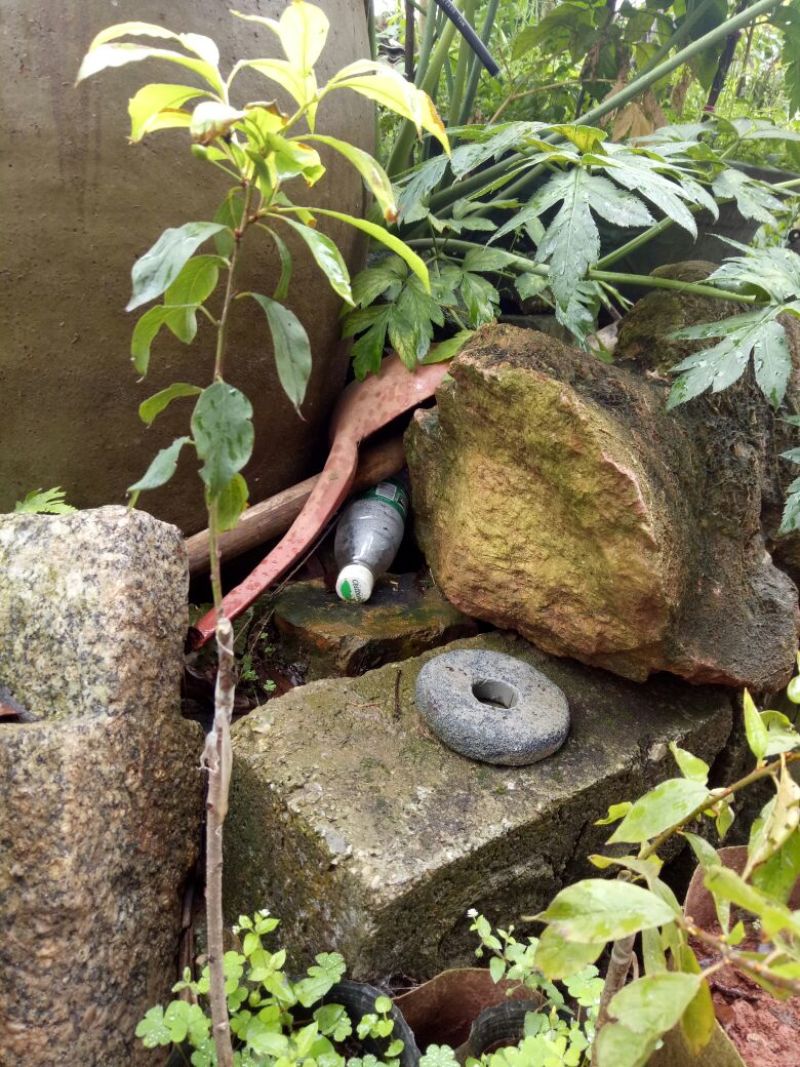 三华李树苗10~20cm