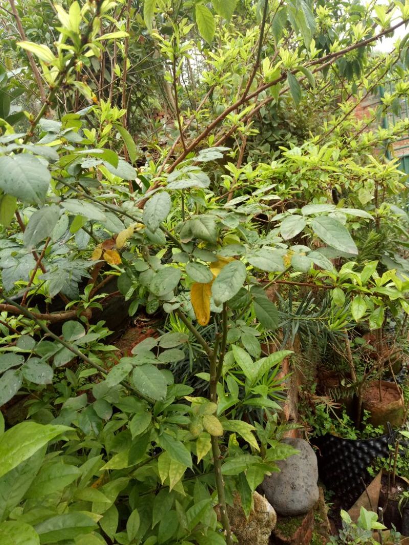 三华李树苗10~20cm