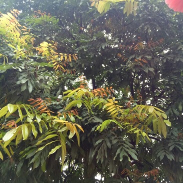 龙眼树苗10~20cm