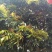 龙眼树苗10~20cm
