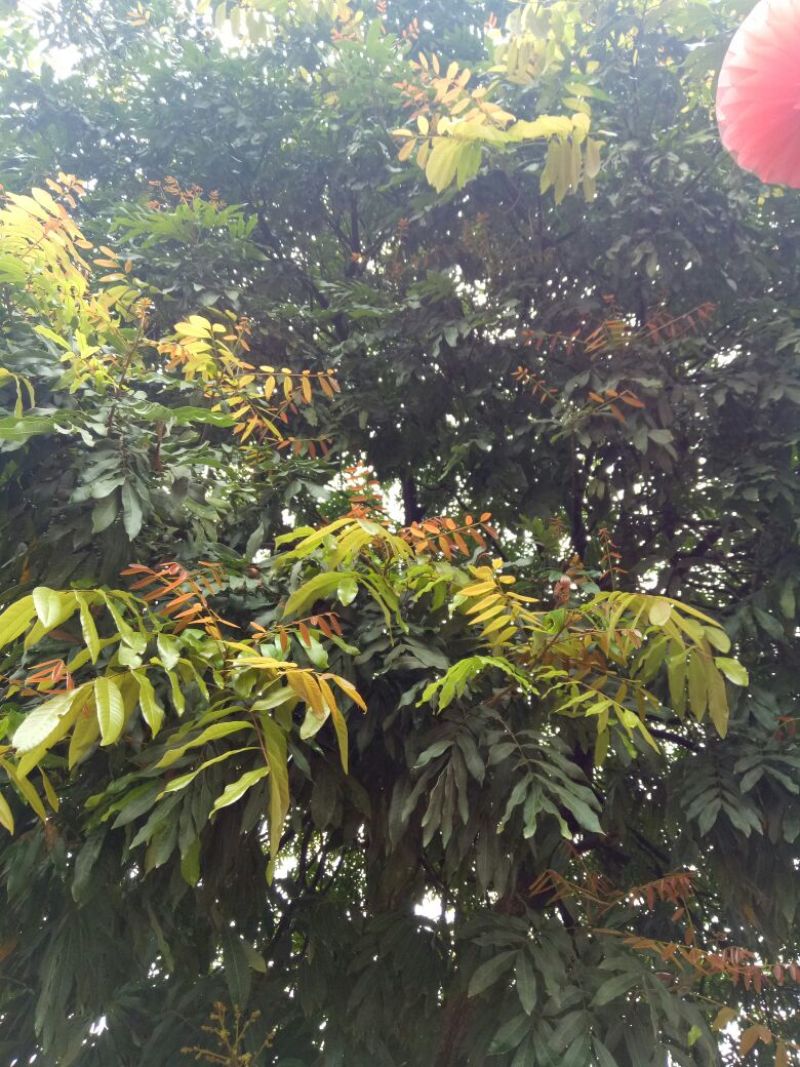 龙眼树苗10~20cm