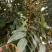 龙眼树苗10~20cm