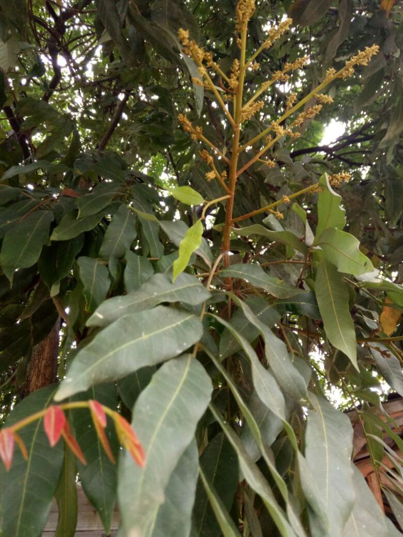 龙眼树苗10~20cm