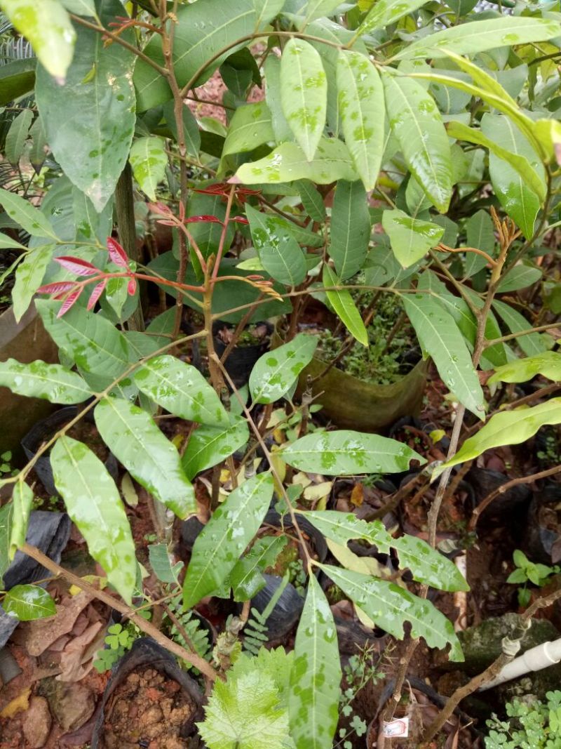 龙眼树苗10~20cm
