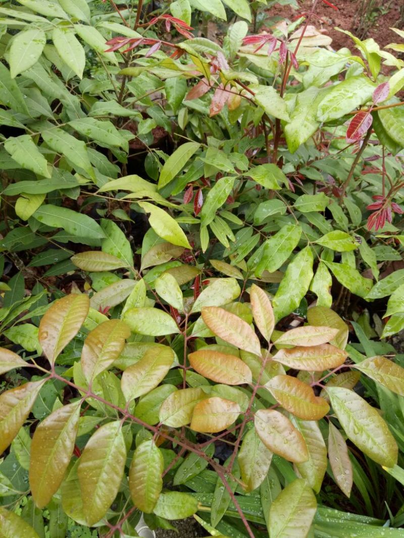 龙眼树苗10~20cm