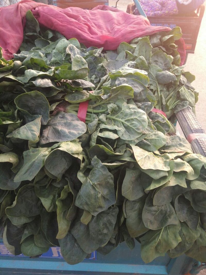 河南精品大叶菠菜/对接电商超市/市场/提供包装/量大从优