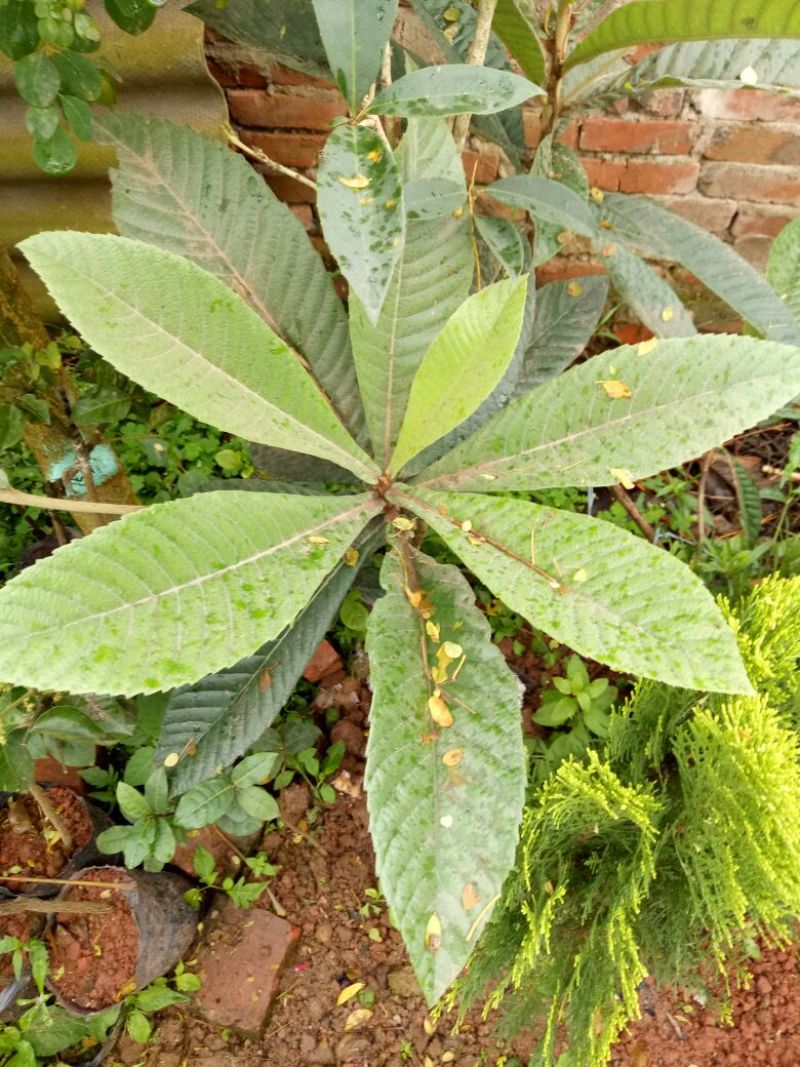 枇杷树苗10~20cm