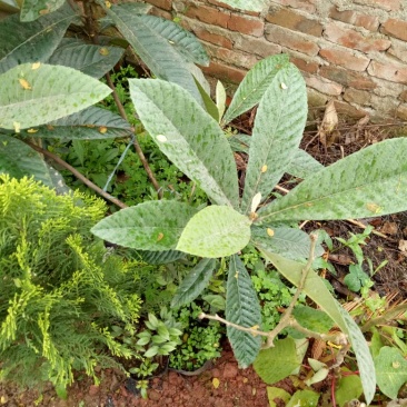枇杷树苗10~20cm