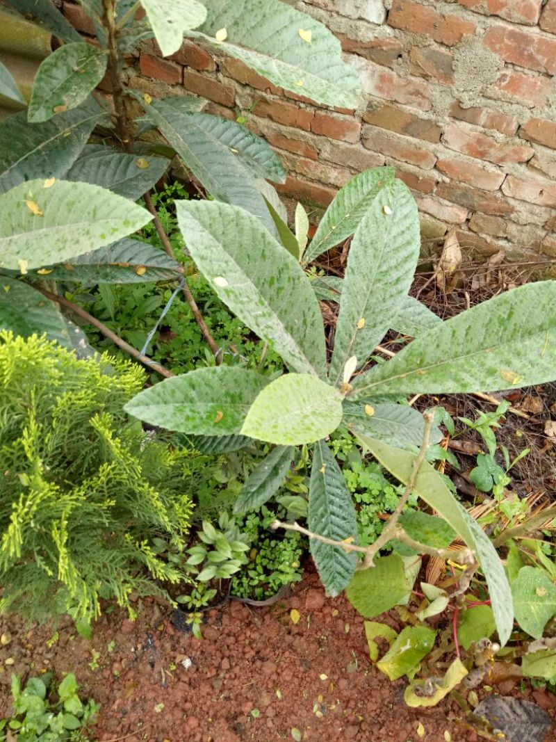 枇杷树苗10~20cm