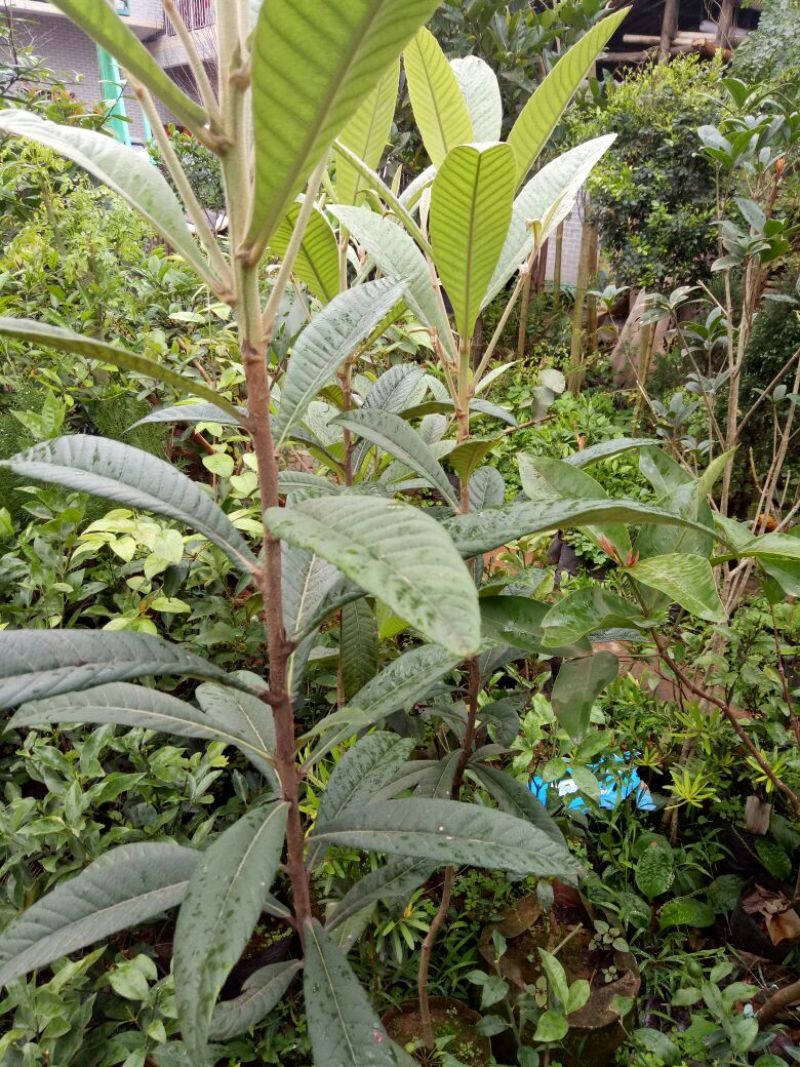枇杷树苗10~20cm