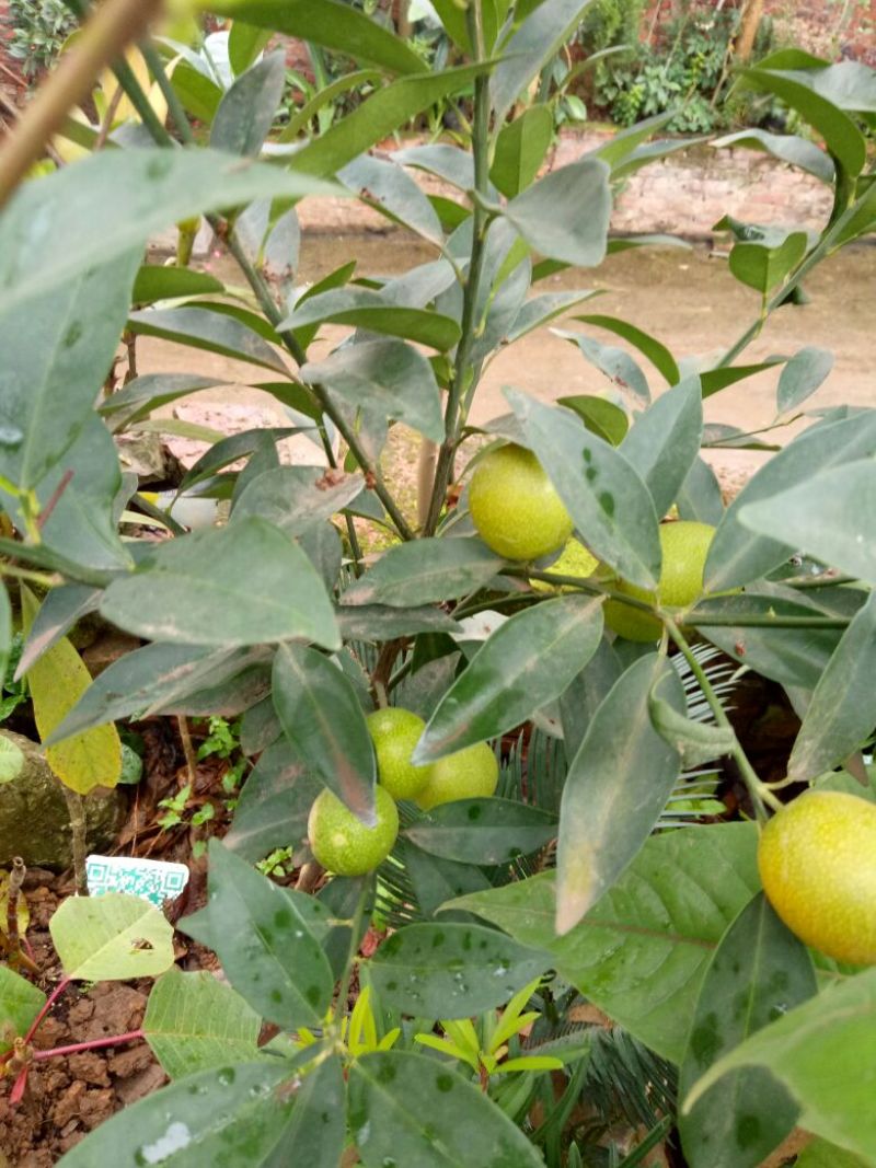 脆皮金桔苗30cm以下