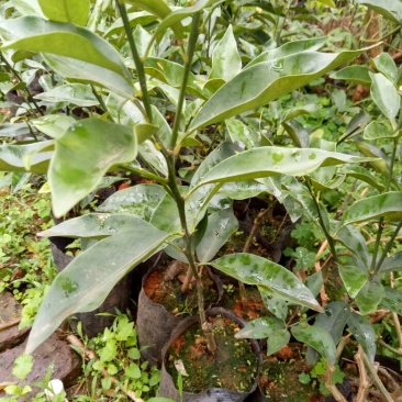 脆皮金桔苗30cm以下