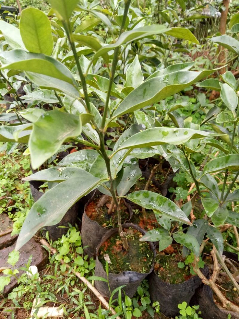 脆皮金桔苗30cm以下