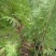 扁柏苗10~20cm