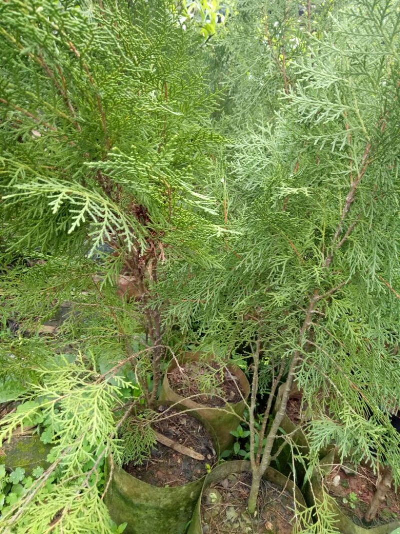 扁柏苗10~20cm