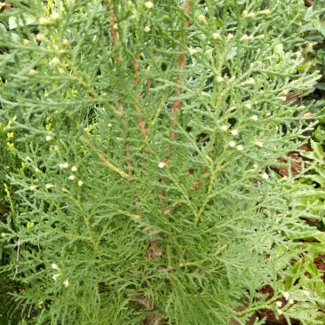 扁柏苗10~20cm