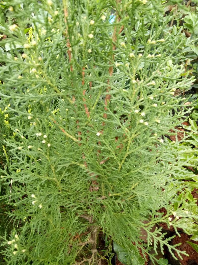 扁柏苗10~20cm