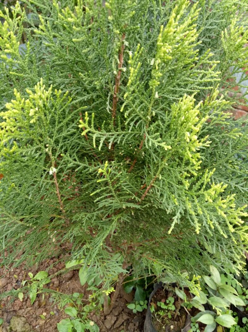 扁柏苗10~20cm
