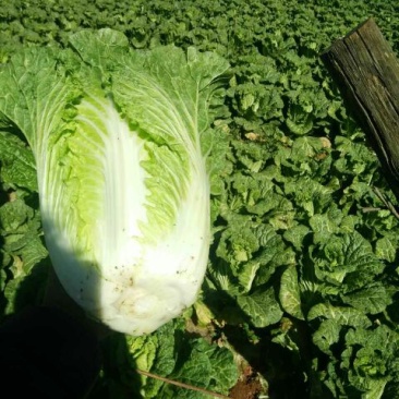 黄心大白菜4~6斤山地菜颜色绿口