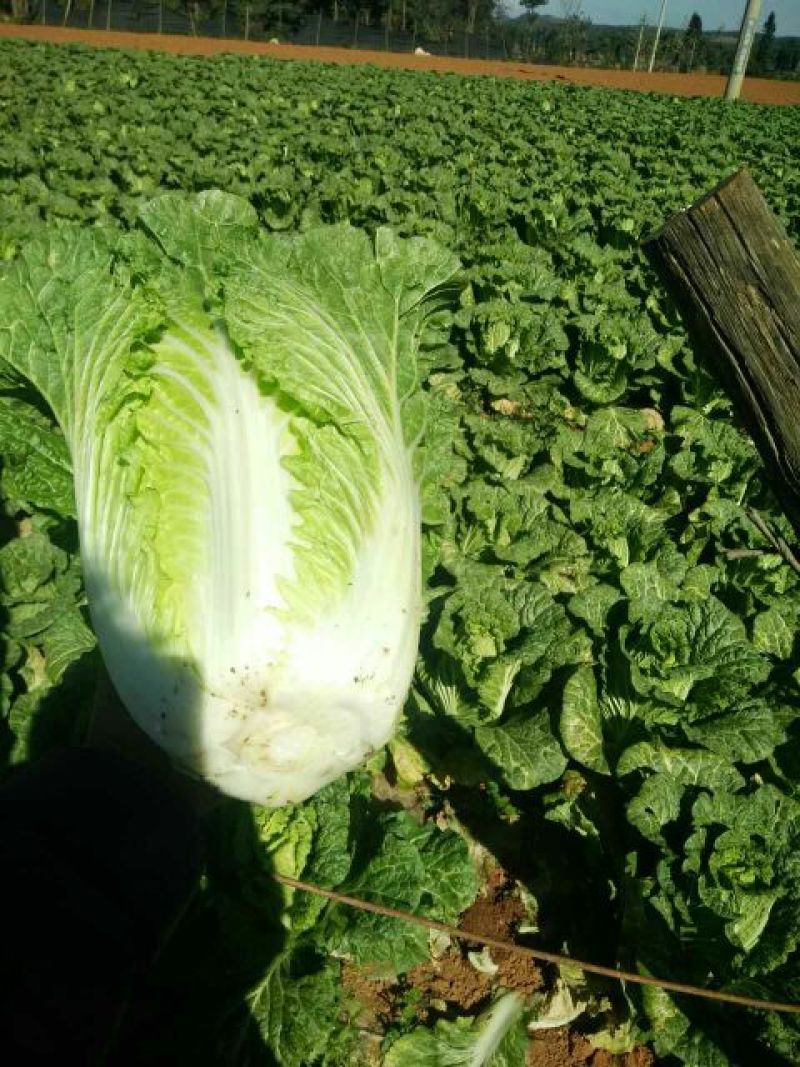 黄心大白菜4~6斤山地菜颜色绿口