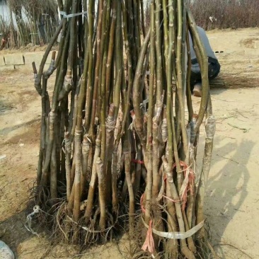 香玲核桃苗一年苗50~100cm