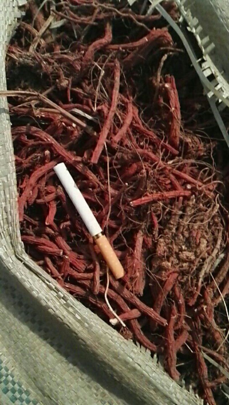 丹参苗载30吨大统货未抽条苗载药厂货20吨