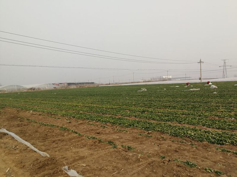 菠菜25~30厘米