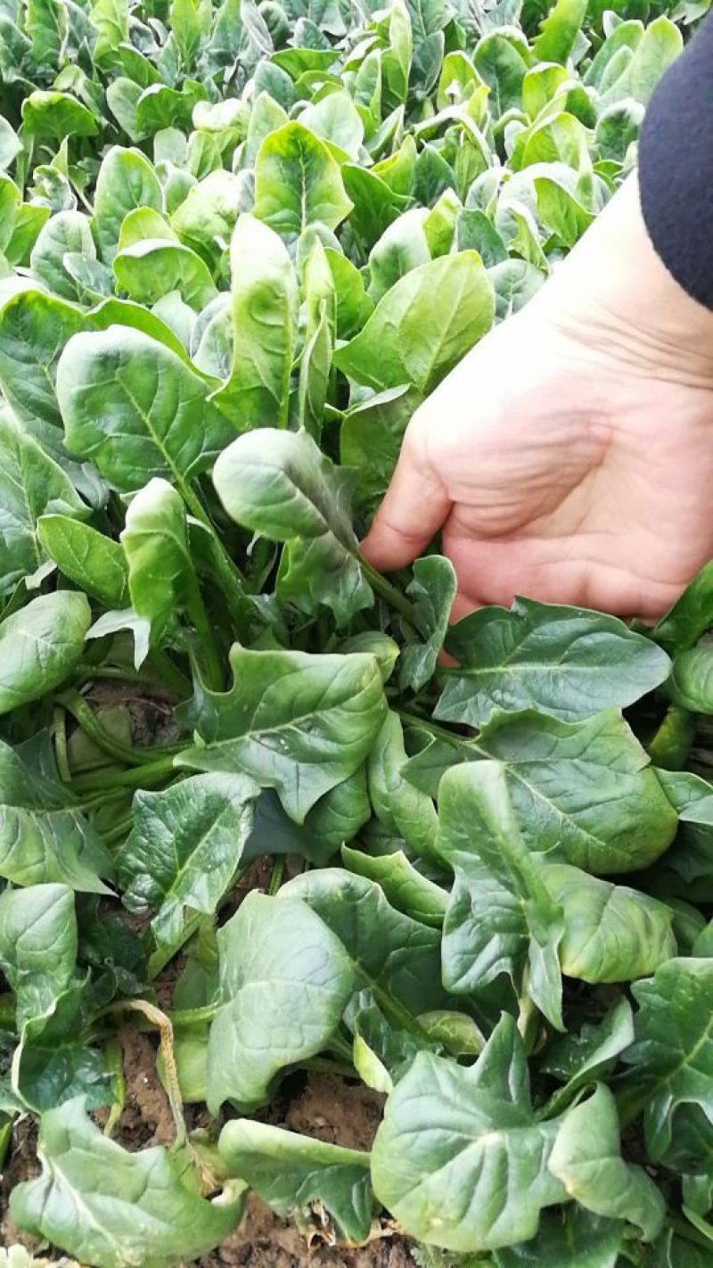 菠菜25~30厘米