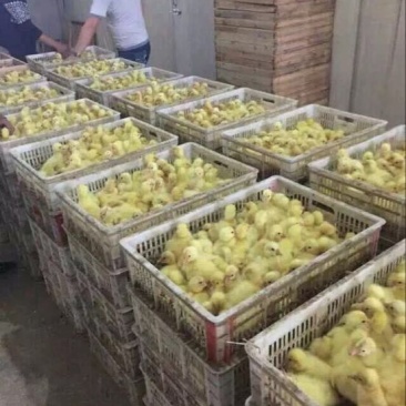 鹅苗