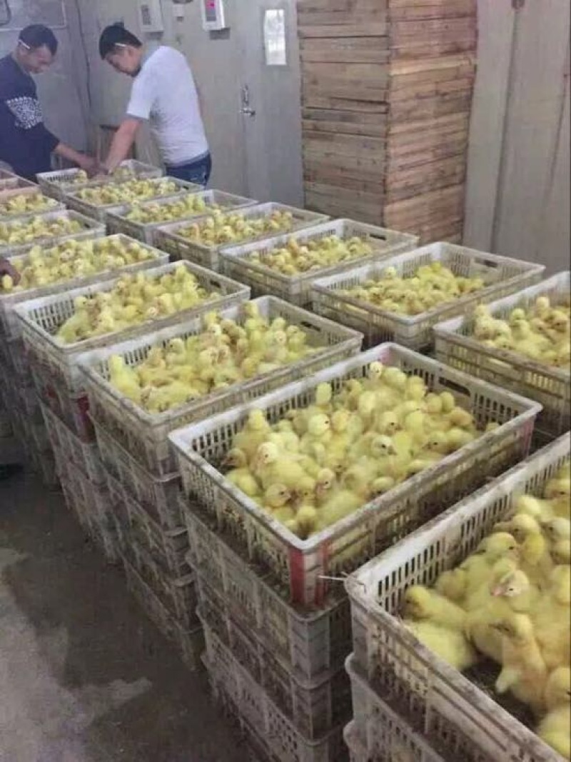 鹅苗