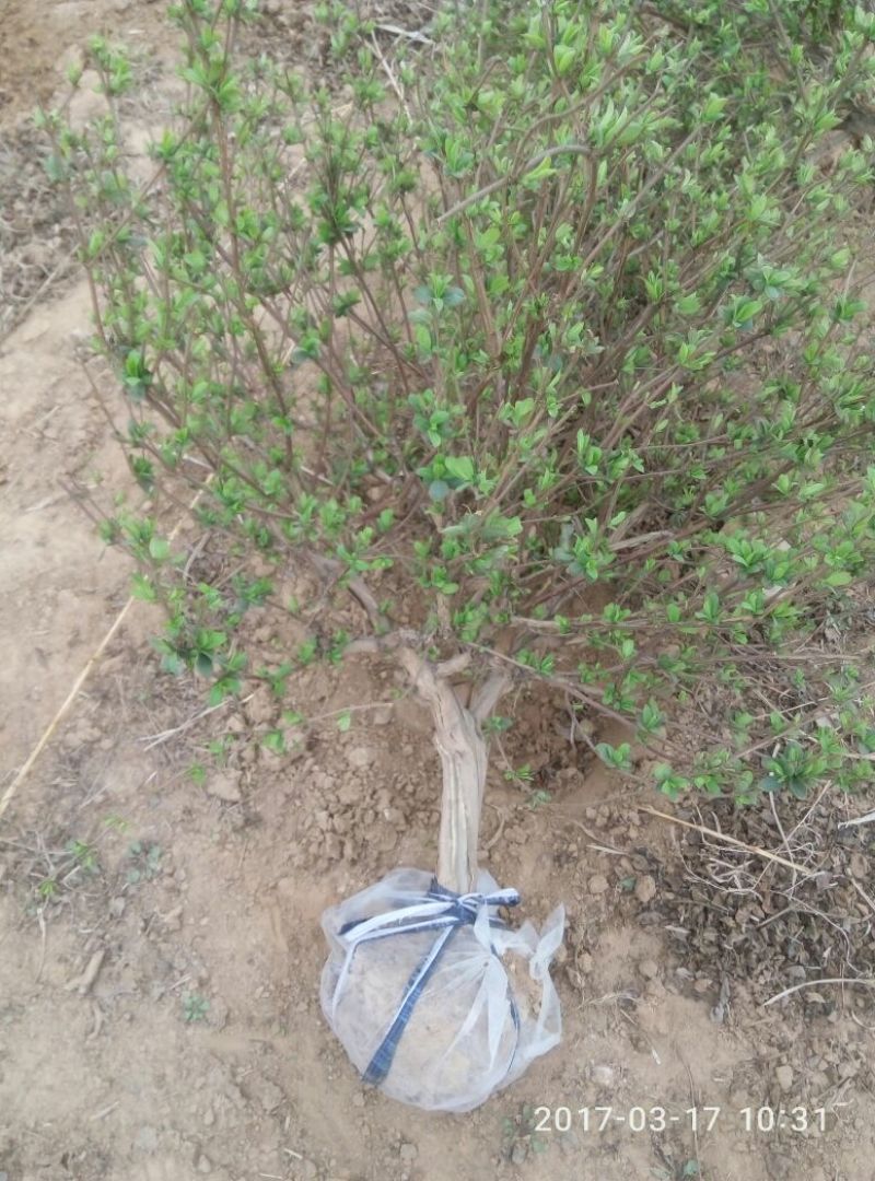 金银花1~1.5米