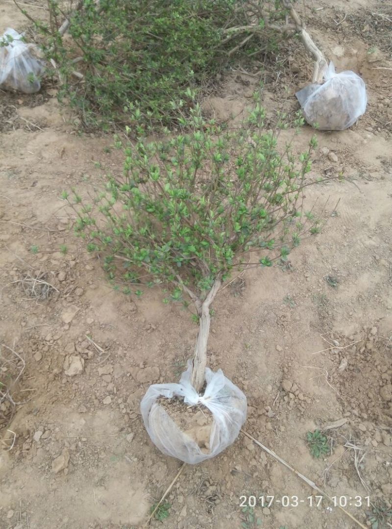 金银花1~1.5米