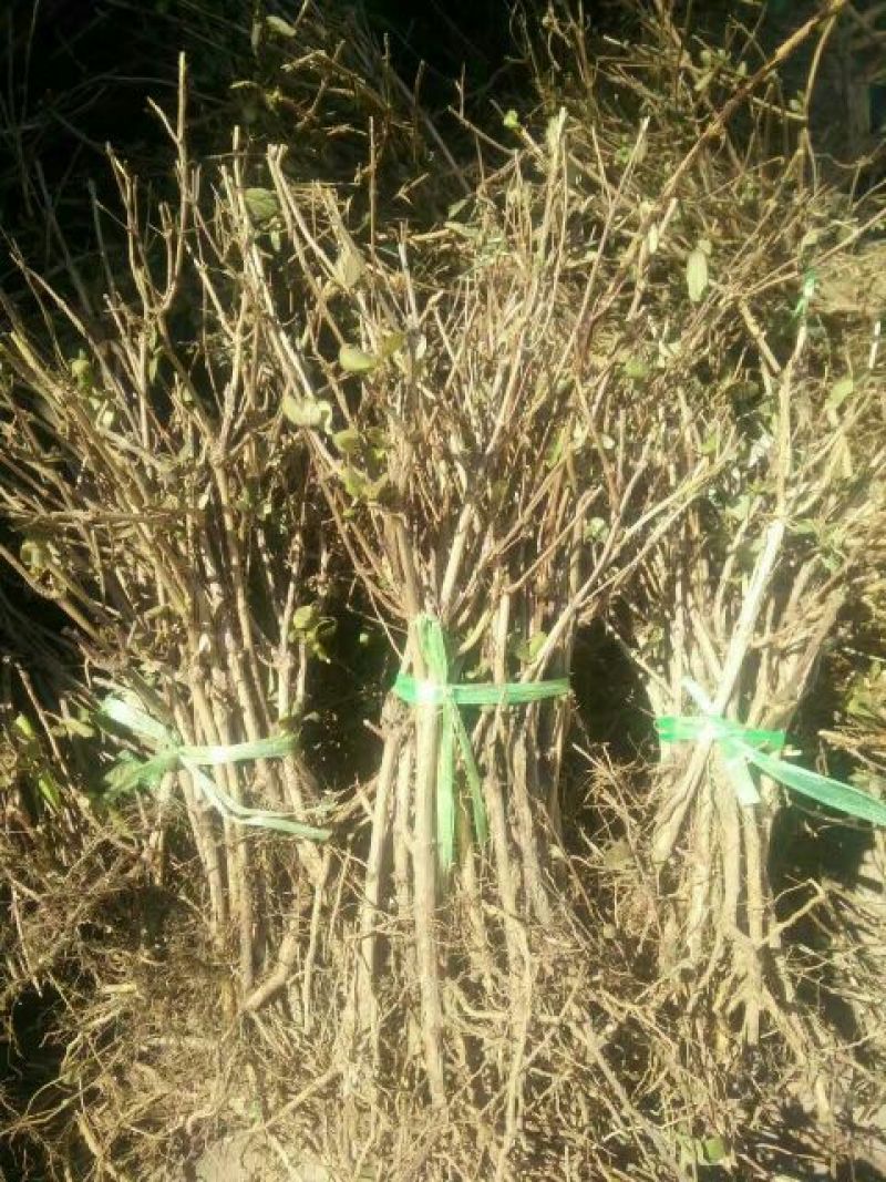金银花1米以下