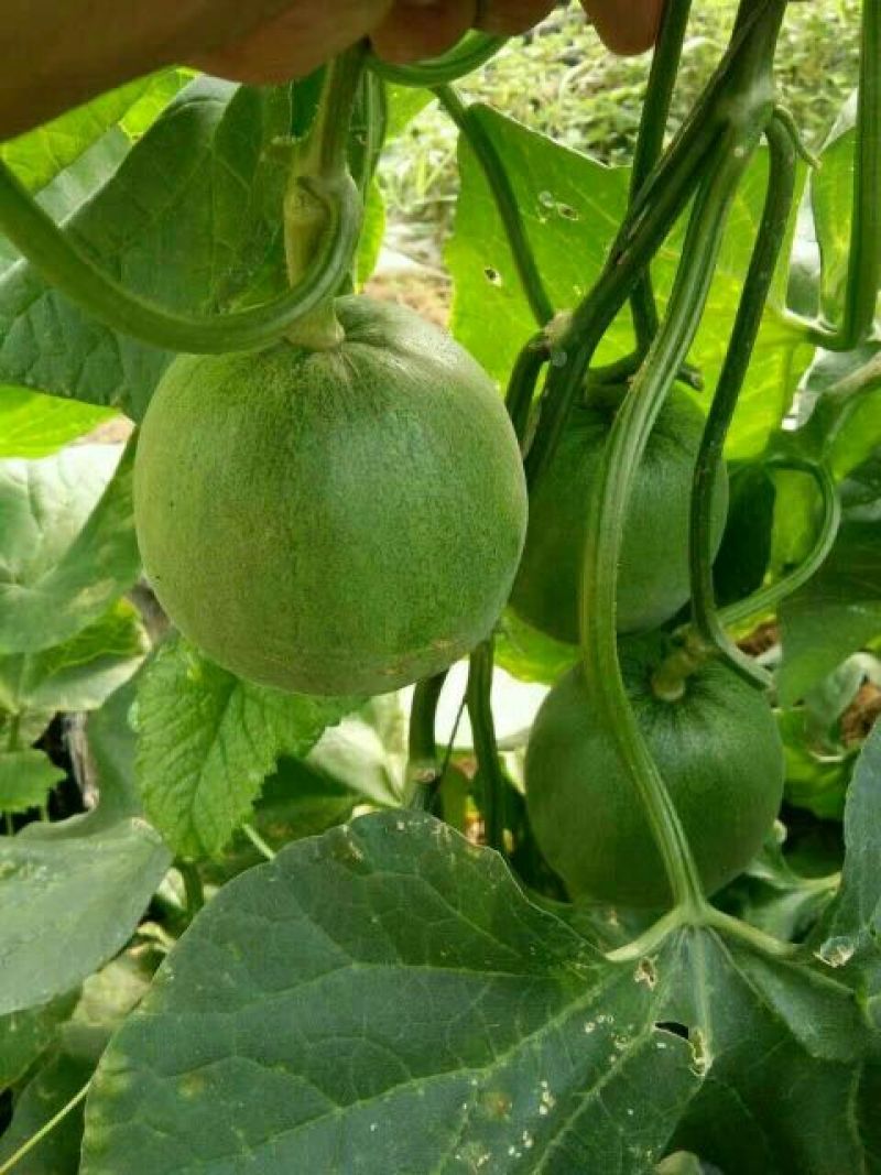 绿宝甜瓜0.5斤以上