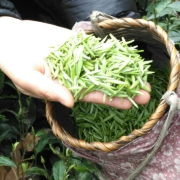 老树茶特级