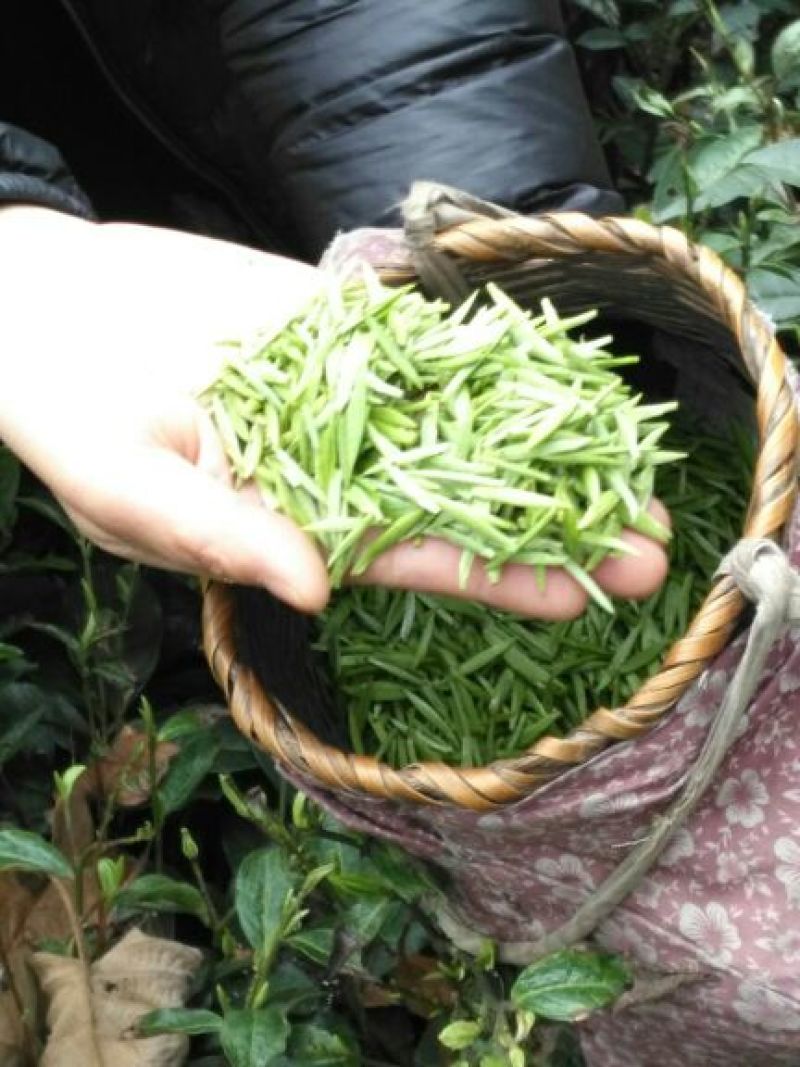 老树茶特级