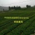 树形四季金银花苗二年移栽大苗花开四次