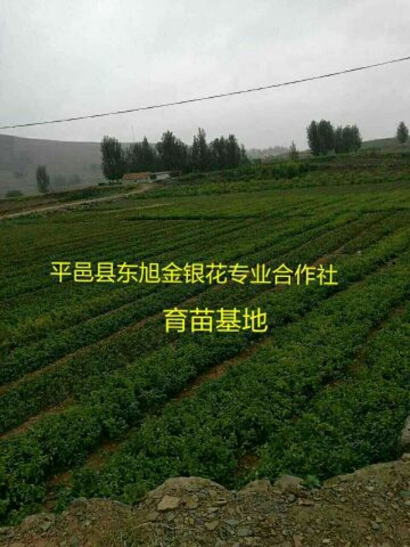 树形四季金银花苗二年移栽大苗花开四次