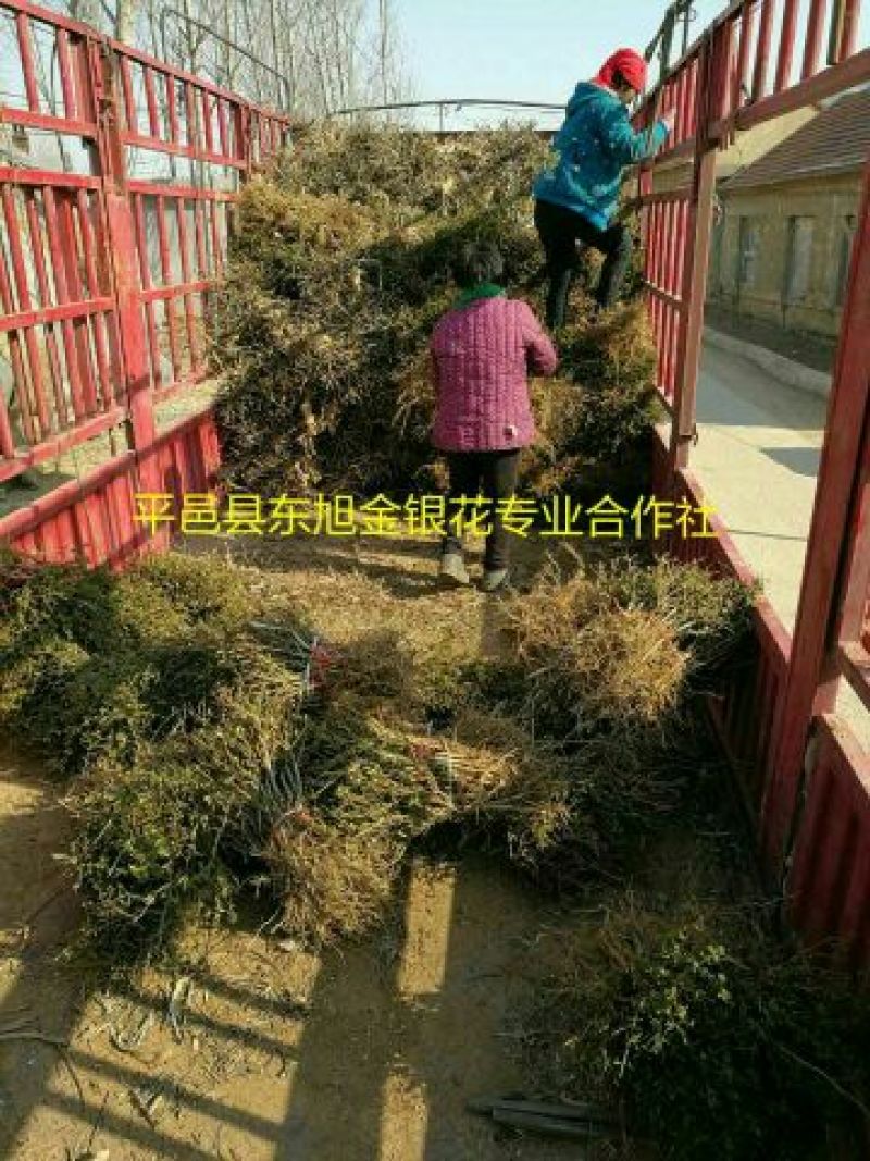 树形四季金银花苗二年移栽大苗花开四次