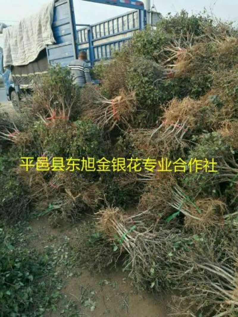 树形四季金银花苗二年移栽大苗花开四次