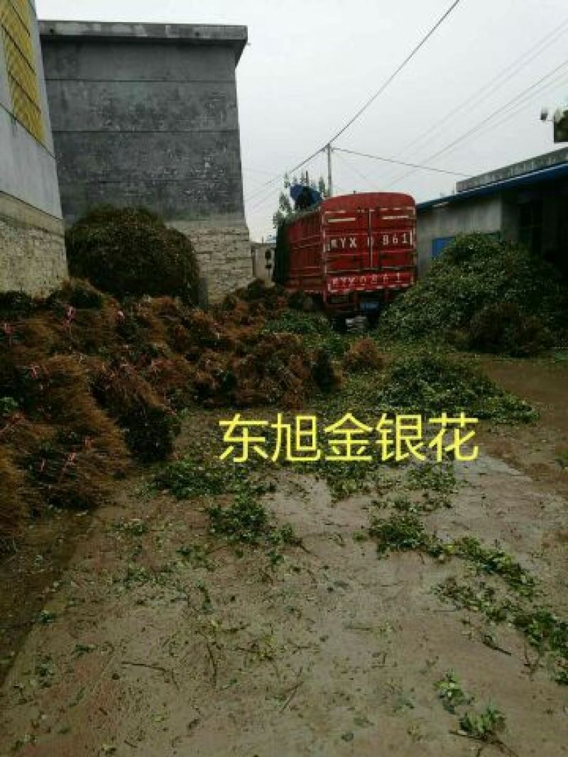树形四季金银花苗二年移栽大苗花开四次