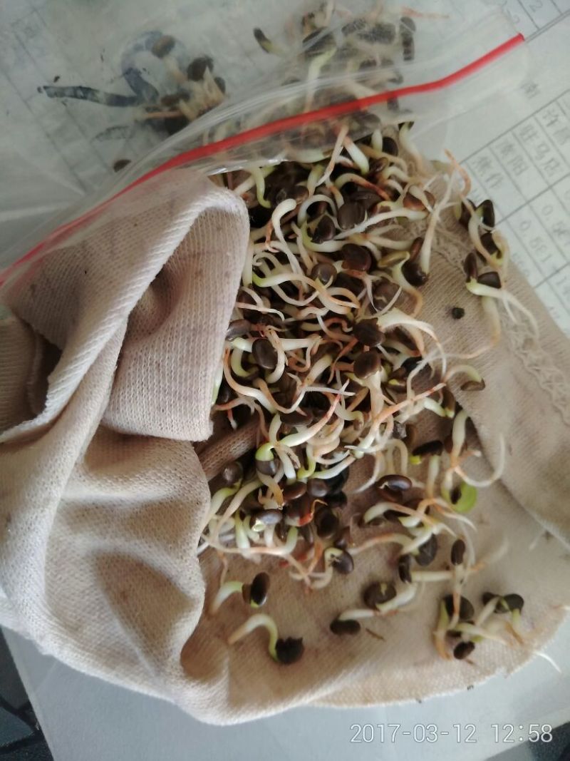 黄芪种子80%以上