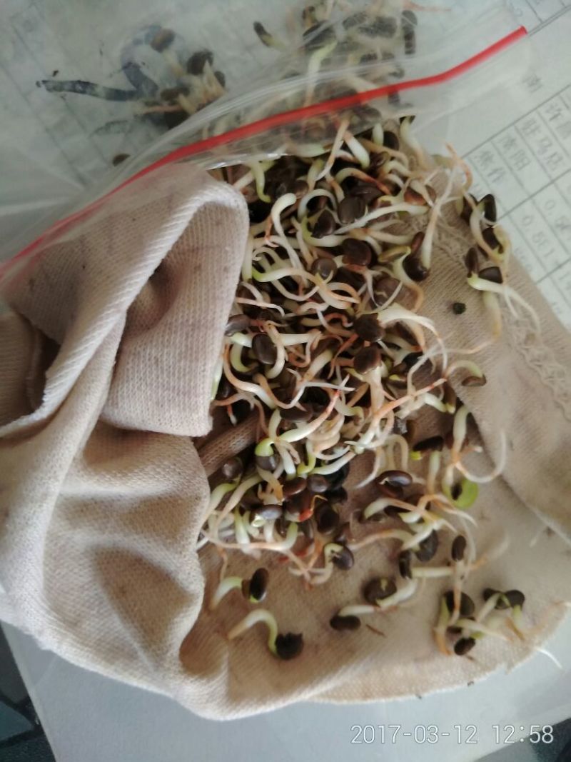 黄芪种子80%以上
