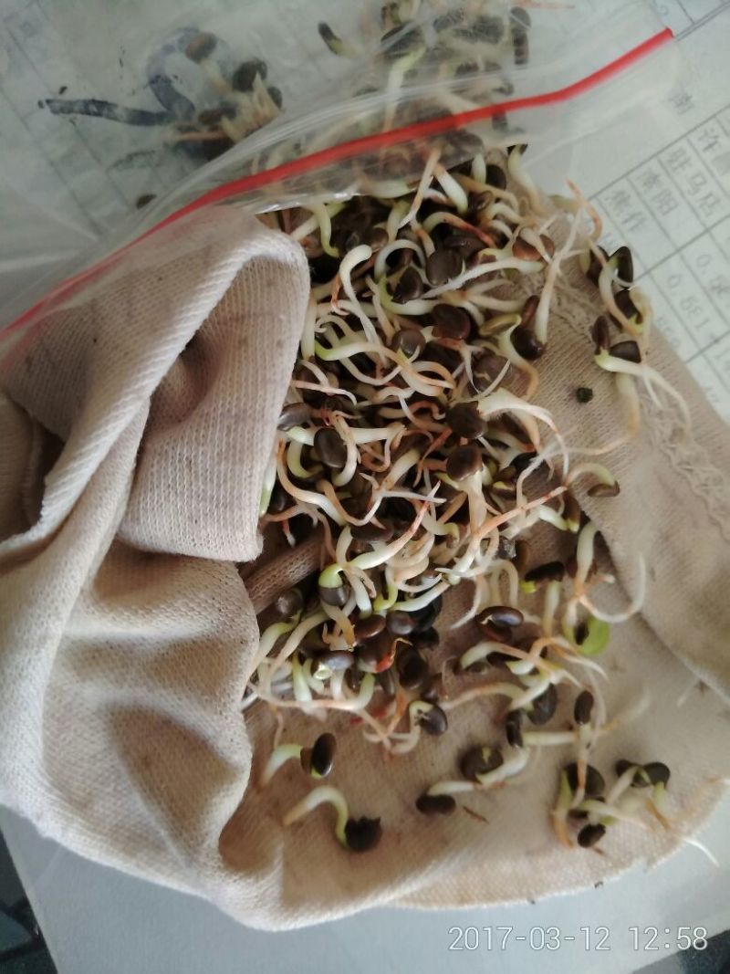 黄芪种子80%以上