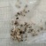 黄芪种子80%以上