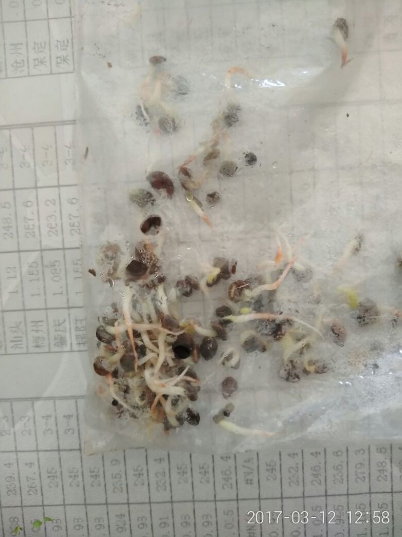 黄芪种子80%以上